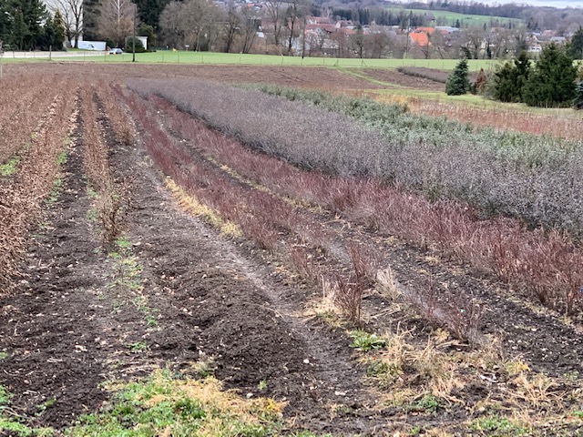 Forst und Heckenpflanzen